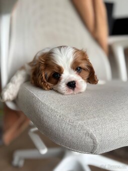 Kavalir King Charles Spaniel - 6