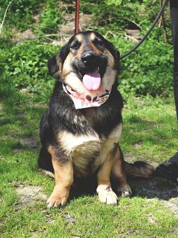 BAKARA K ADOPCI - originální, přátelská, vhodná k dětem - 6