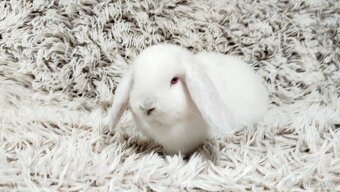 Zakrslý beránek, králíček, králík - MOLLY - 6