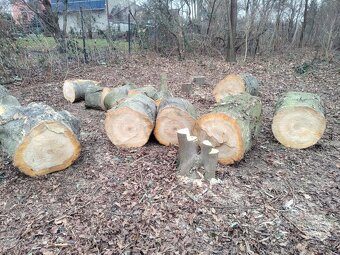 Třešeň - dřevo na uzení - 6