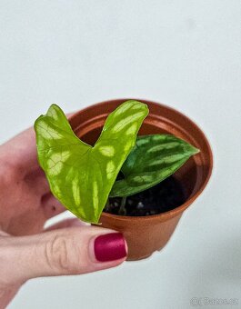 Cercestis Mirabilis raritka - 6