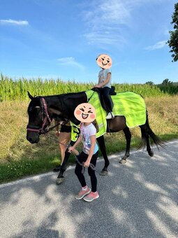 Prodám 5 letou klisnu - 6