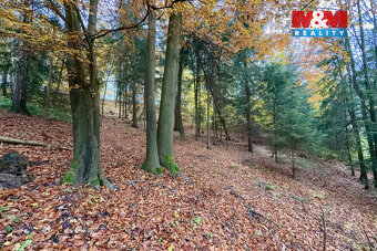 Prodej lesa, 6855 m², Jestřebí - 6