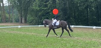 Na prodej: Krásný valach ISH s potenciálem do sportu, 6 let - 6