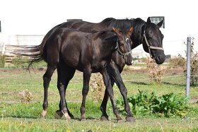 APH paint horse black solid - 6