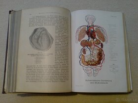 Domácí lékařka z roku cca 1930 - DR. Jenny Springer - 6