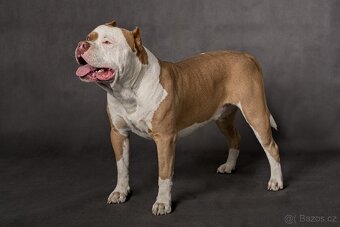 American bully - krytí - 6