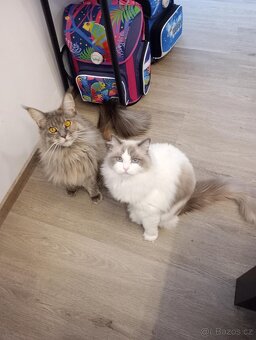 Kocour Ragdoll s PP, 3letý, zdravý, čistotný, mazlivý, kastr - 6