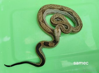 Hroznýš Královský (boa constrictor) - 6