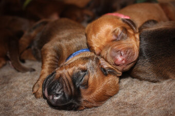 Rhodéský Ridgeback - štěňátka s PP - 6
