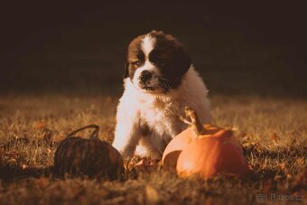 Moskovský strážny pes – šteniatka s PP (Abakter) - 6