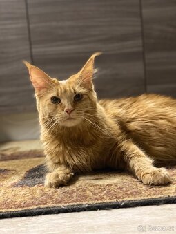 Mainská mývalí - 6