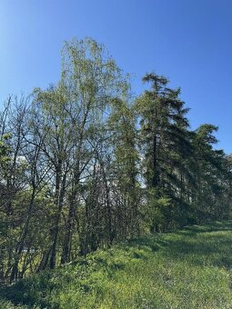 Prodám lesní pozemky v k.ú. Žďárek u Sychrova - 6