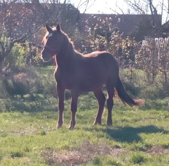 Slezsky Norik kobyla - 6