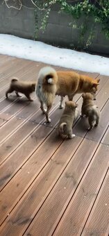Štěňata shiba-inu - 6