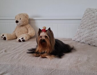 Jorkšírský terier fenka - 6