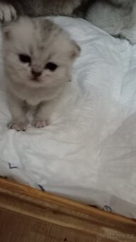 Britská koťátka stříbřitá s PP - 6