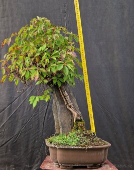 Bonsaj, Bonsaj - Prisavnik ..Top - 6