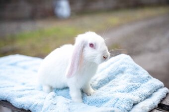 Zakrslý králíčci -  ihned k odběru - 6