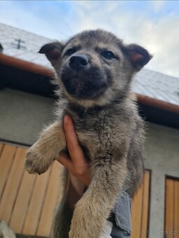 Štěňata československého vlčáka a sibiřského huskyho - 6