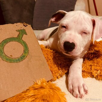 Americký stafordšírský teriér bez pp - 6