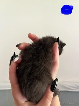 Koťátka - 6