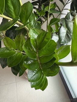 Zamioculcas pokojová rostlina - 6