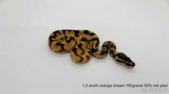 Krajta královská (Python regius) - 6