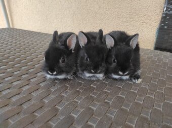 Zakrslý králík bilopesikatý černý - 6
