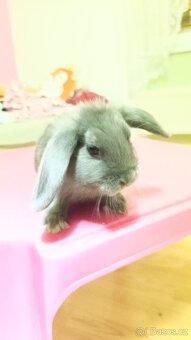 Zakrslý kraličci - 6