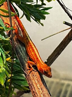 Anolis sergei RED - 6