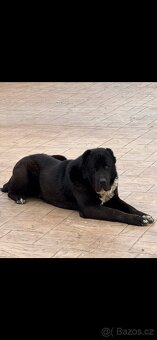 Středoasijský pastevecký pes - SAO - 6