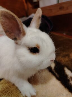 Zakrslý králík, králíček - 6