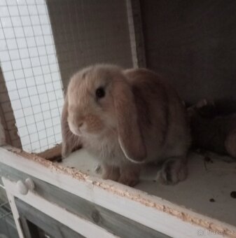 Zakrslý beránek králíček - 6