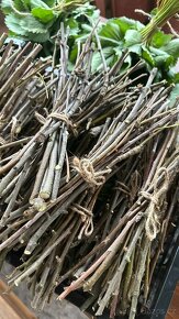 Nastříhané jednoleté větve jabloně - 6