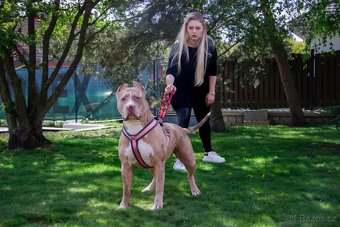 AMERICAN BULLY XL poslední pejsek - 6