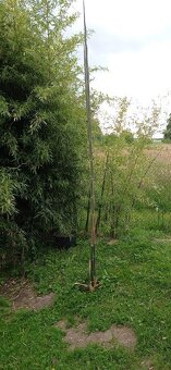 Prodam bambus Phyllostachys atrovaginata - 6