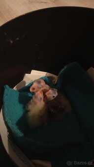 Ručně dokrmená korela - 6