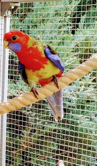 Austrália odcervenie S76 - 6