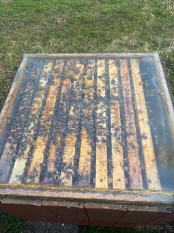 Vyzimovaná včelstva - 6