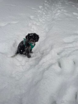 Prodám Německého Křepeláka - 6