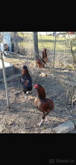 Kohouti Araucana+Dominant - 6