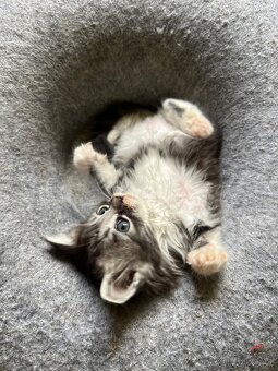 Maine coon mačiatka - 6