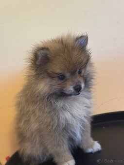 Pomeranian - 6