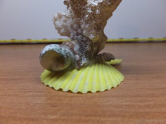 Retro dekorace s pravého mořského korálu a mušlí. - 6