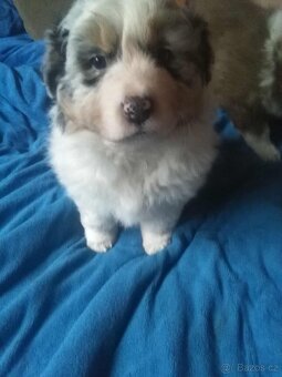 Australský ovčák bez PP - 6