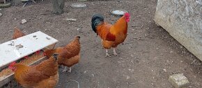 Čistokrevné kuřata, kuřátka - 6