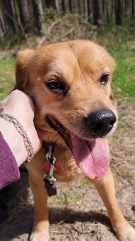 PINGI K ADOPCI - akční veselý mazel, vhodný k dětem - 6