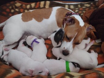 Štěňátko Jack Russell - 6
