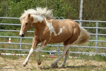 Nabízím připouštění plemeným hřebcem APH - 6